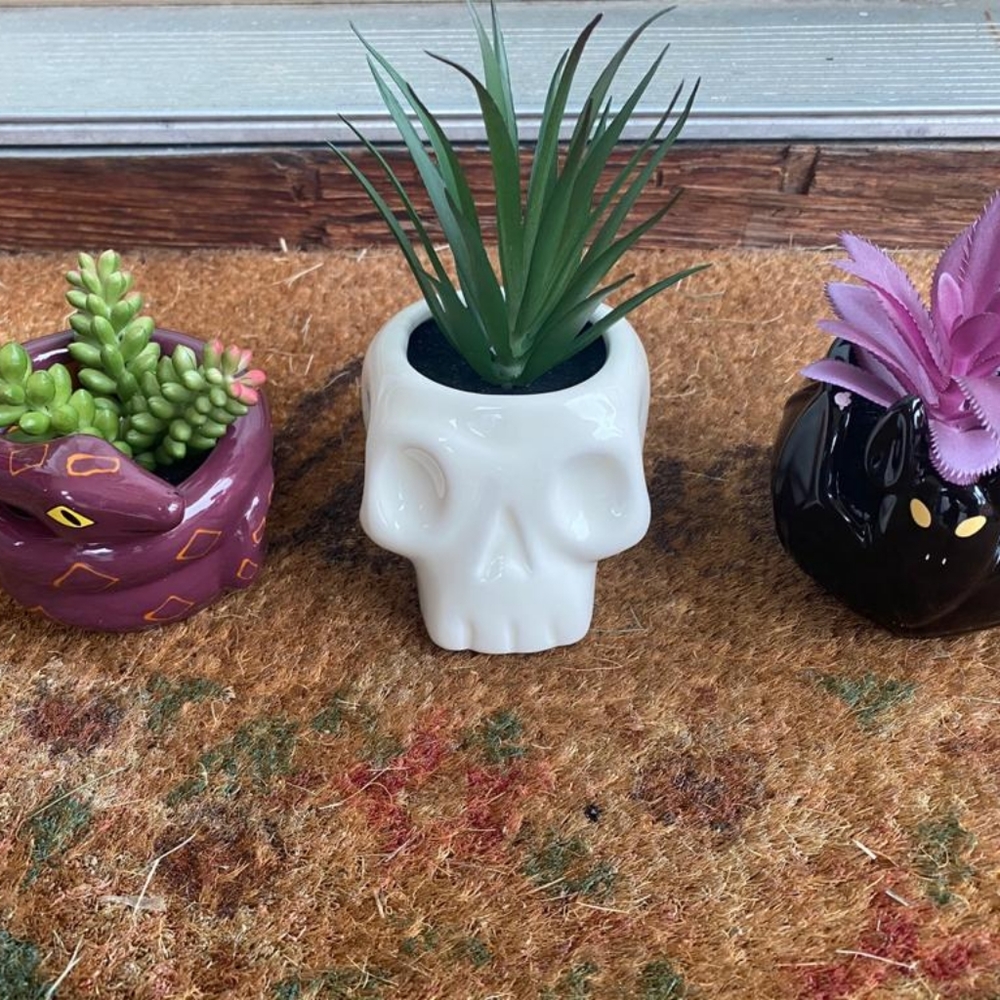 Hyde &Eek Skull Snake Bat Succulent Halloween